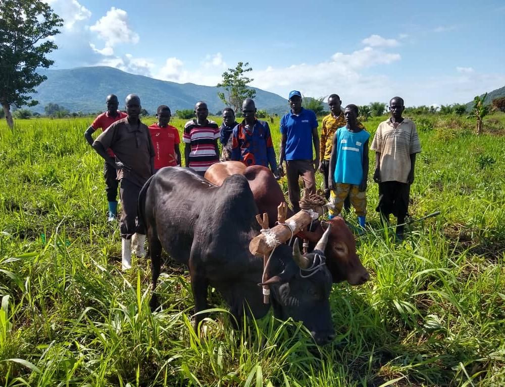 AVC Südsudan Ochsen
